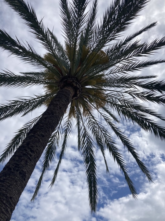 Gartenanlage Alcudia Garden Aparthotel