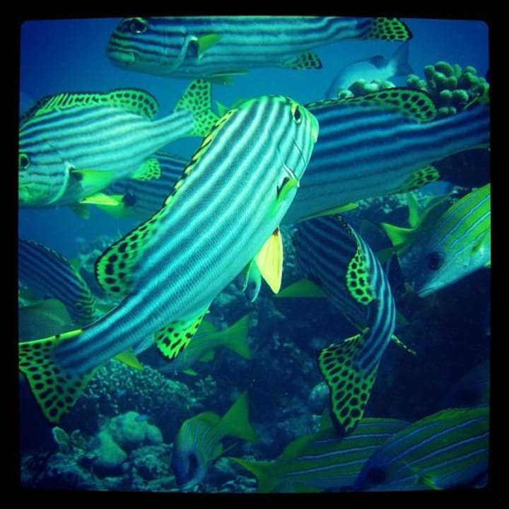 Orientalische Süßlippe NH Collection Maldives Reethi Resort