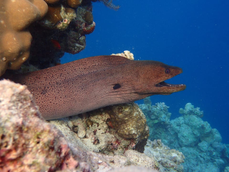 Strand Vilamendhoo Island Resort & Spa