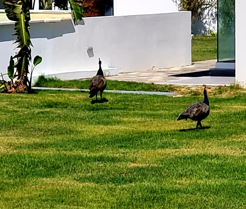 Gartenanlage White Dreams Resort & Anex