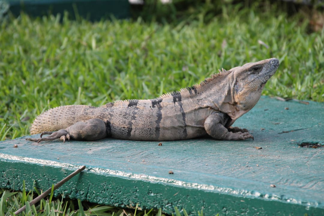 Eines die vielen Tiere in der Anlage Grand Palladium Kantenah Resort & Spa