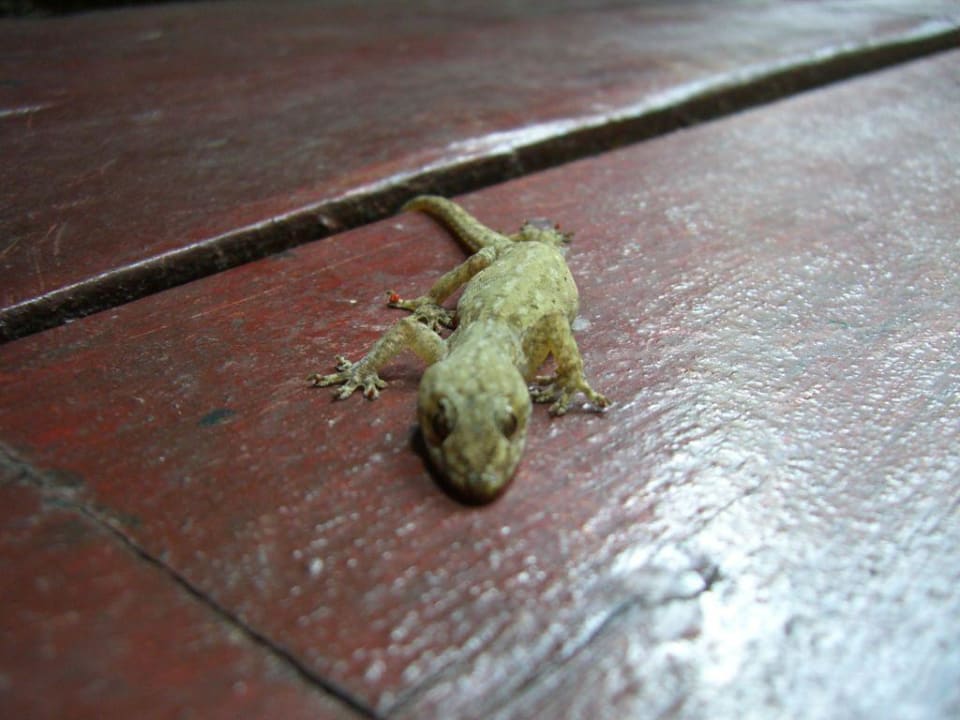 Gecko Berjaya Langkawi Resort