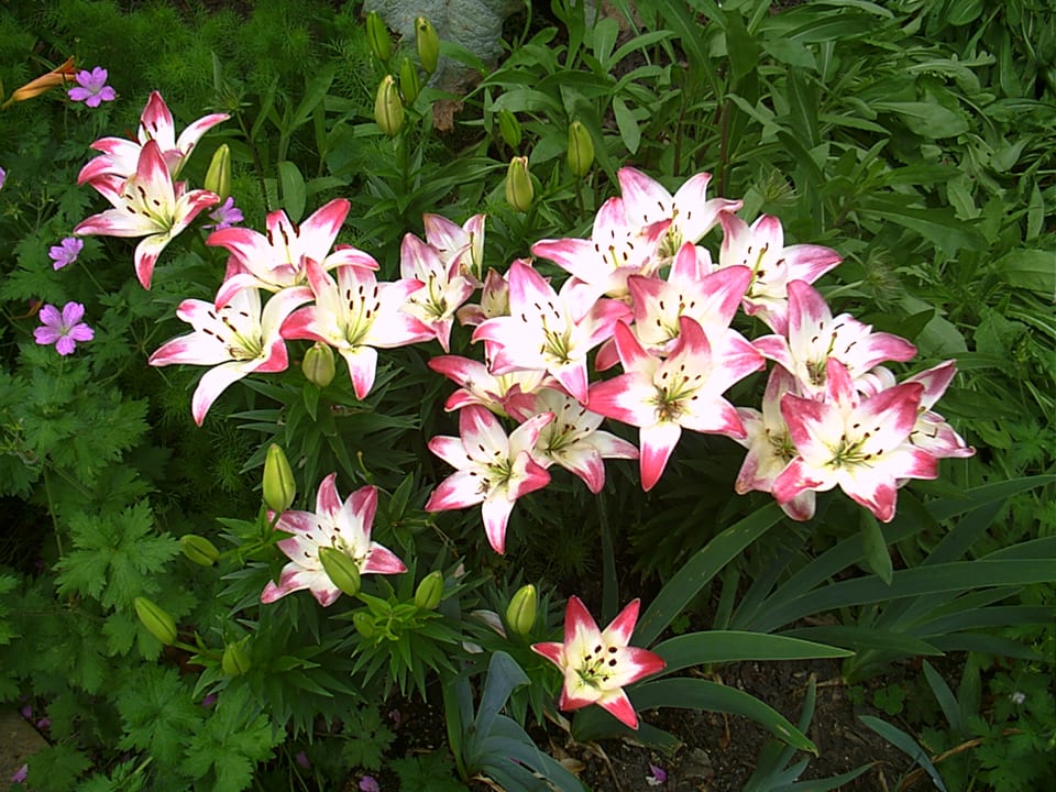 Gartenanlage The Salutation Hotel, Restaurant and Gardens