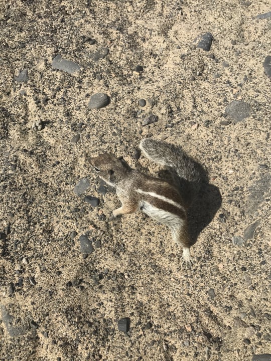 Sonstiges Marina Playa Suite Hotel