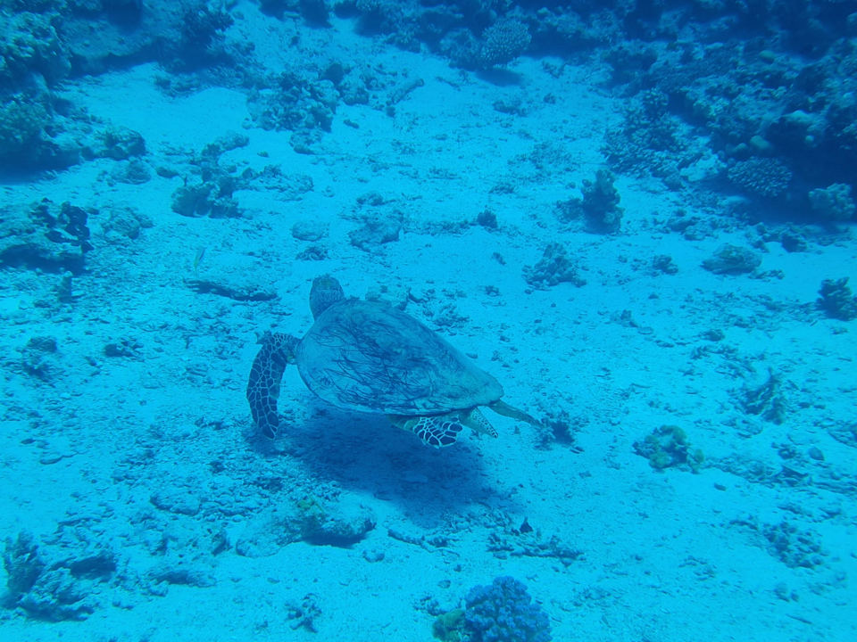 Strand Stella Beach Resort & Spa Makadi Bay