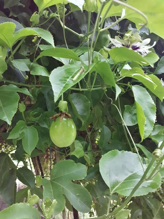 Gartenanlage Deevana Patong Resort & Spa