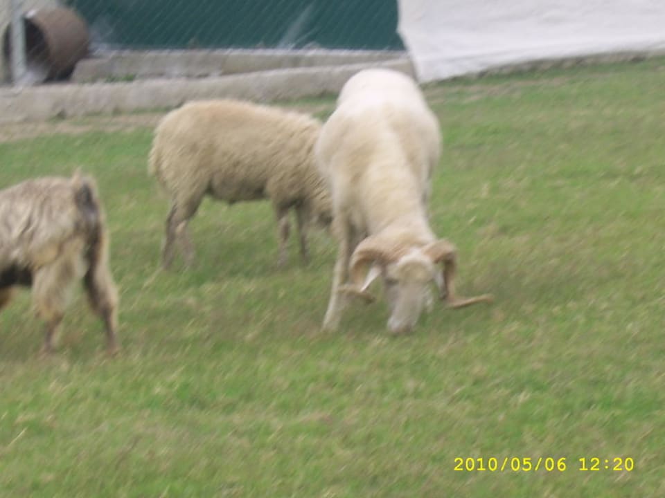 Tierpark Belek Beach Resort Hotel