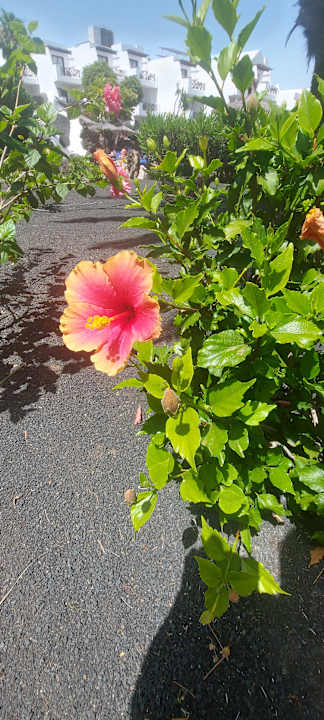 Gartenanlage allsun App.-Hotel Albatros