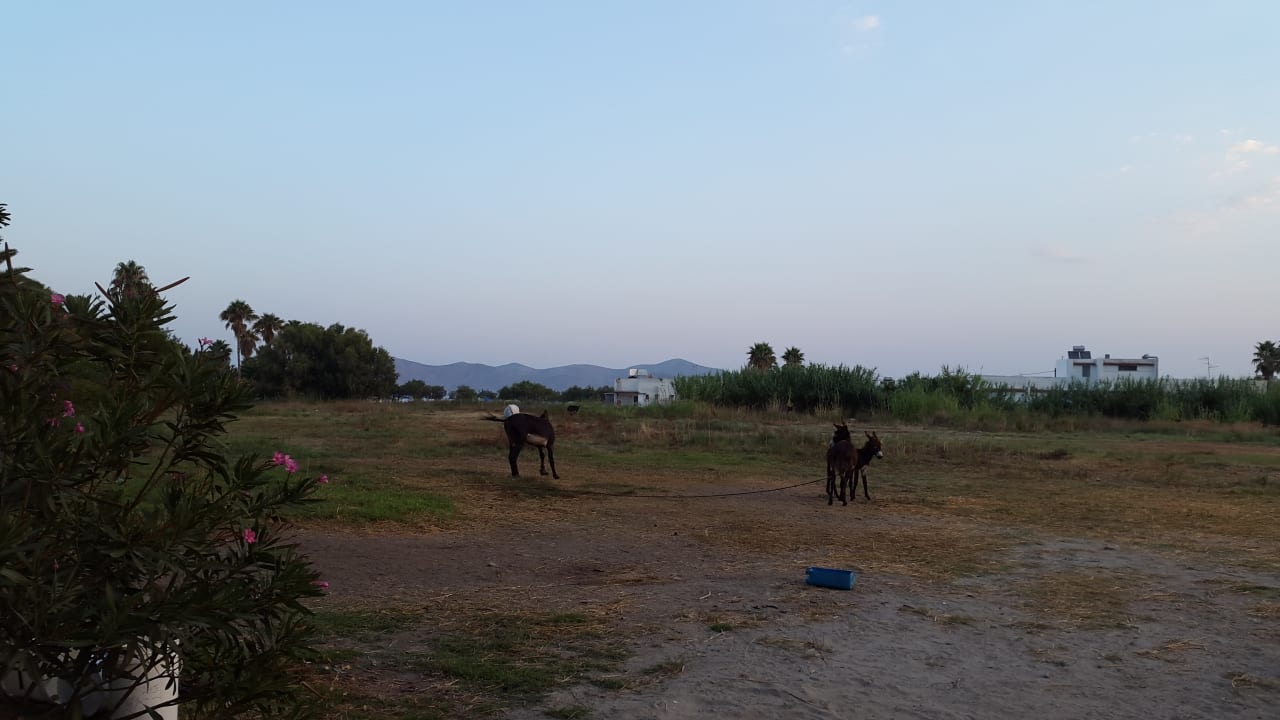Sonstiges Hotel Tigaki Beach