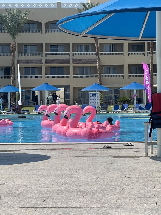 Pool Beach Albatros Resort