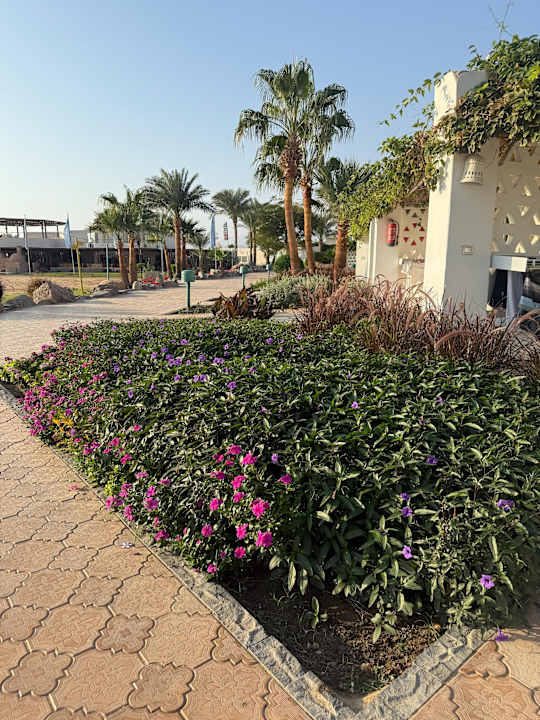 Gartenanlage Shams Safaga Resort