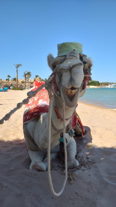 Strand Pickalbatros White Beach Resort - Hurghada