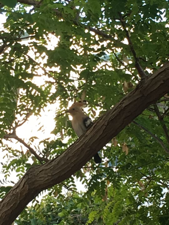 Gartenanlage Relaxia Olivina