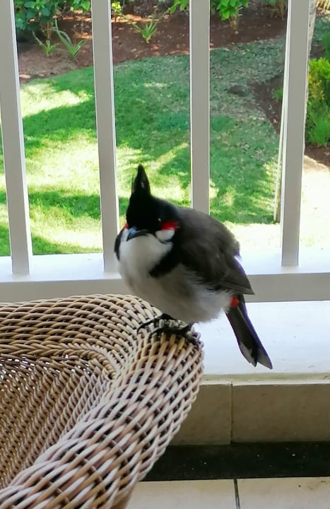 Ausblick Maritim Resort & Spa Mauritius