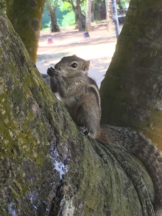 Gartenanlage Turyaa Kalutara