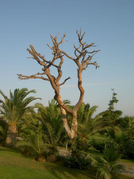 Baum im Garten Arcanus Hotels Sorgun
