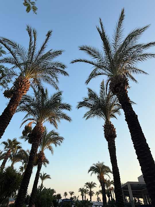 Ausblick TUI BLUE Palm Garden