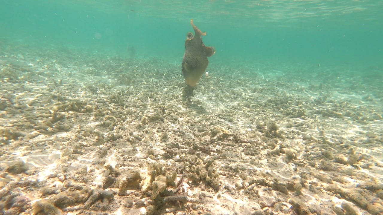 Sport & Freizeit Meeru Maldives Resort Island