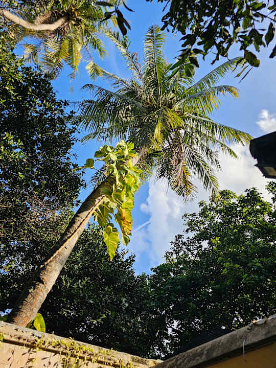 Gartenanlage Adaaran Select Meedhupparu Island Resort - Premium All Inclusive