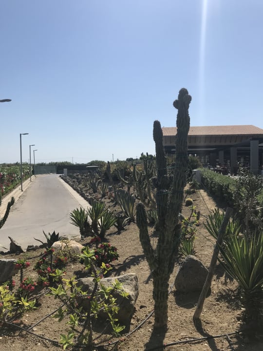 Gartenanlage Astir Odysseus Kos Resort & Spa