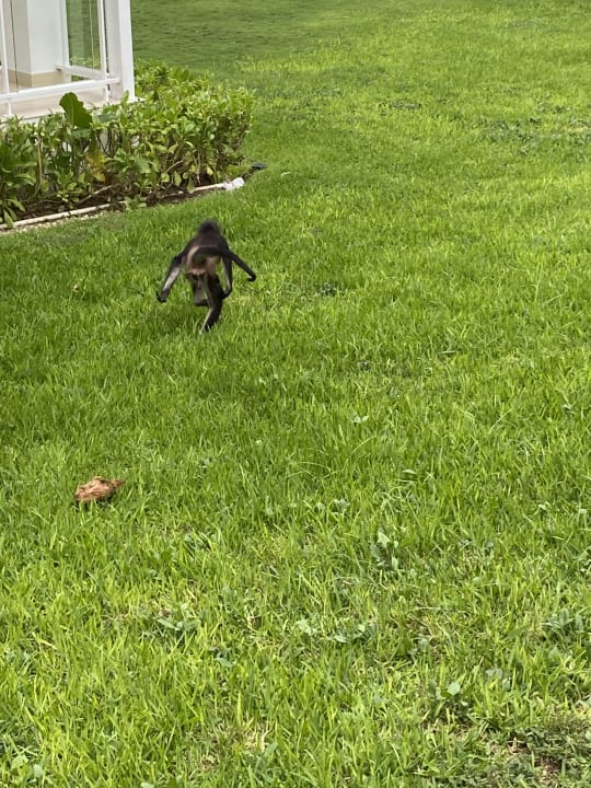 Gartenanlage Hotel Riu Playacar