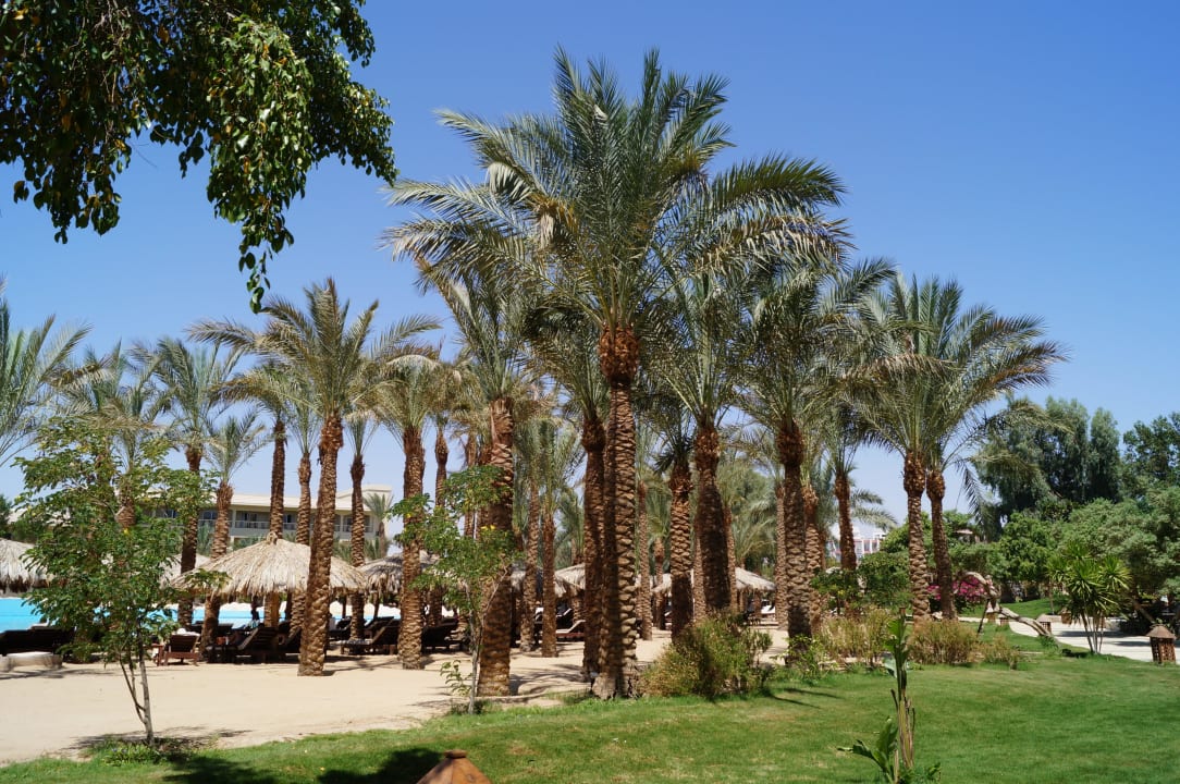 Schöne Palmen Sindbad Club