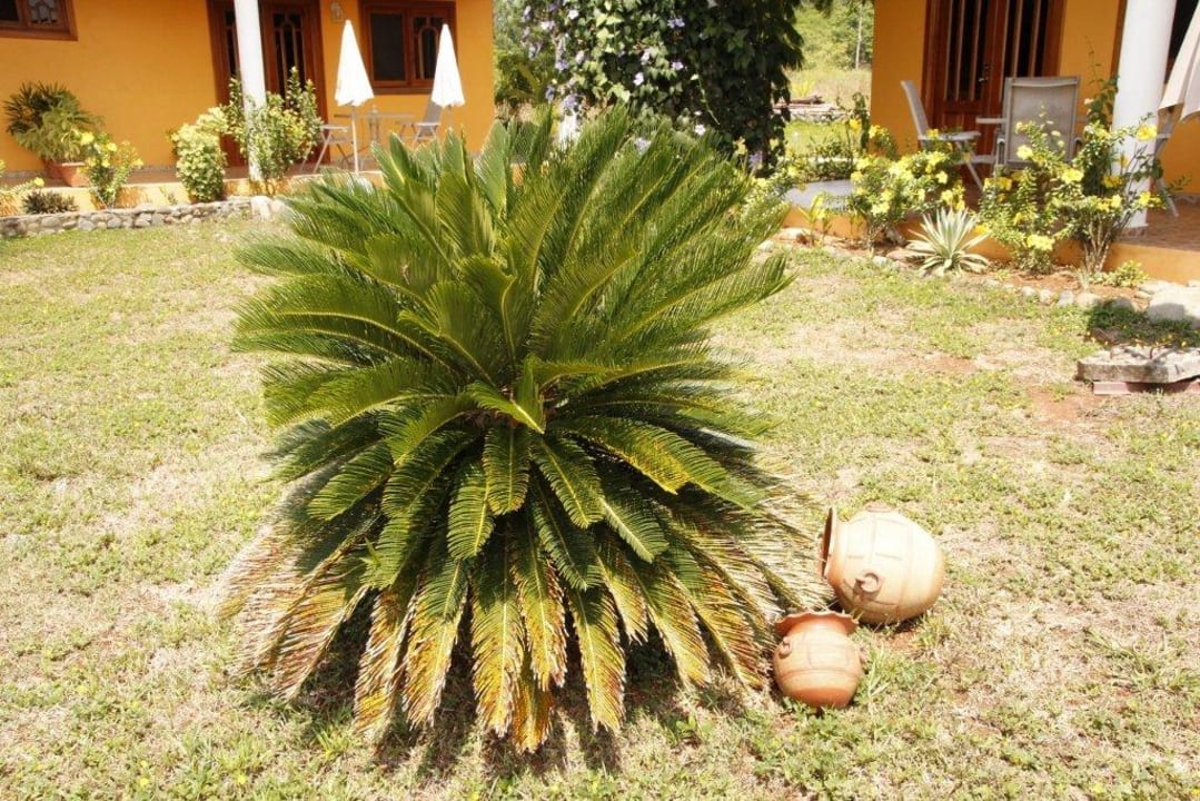 Garden Finca Buena Vista Las Lajas