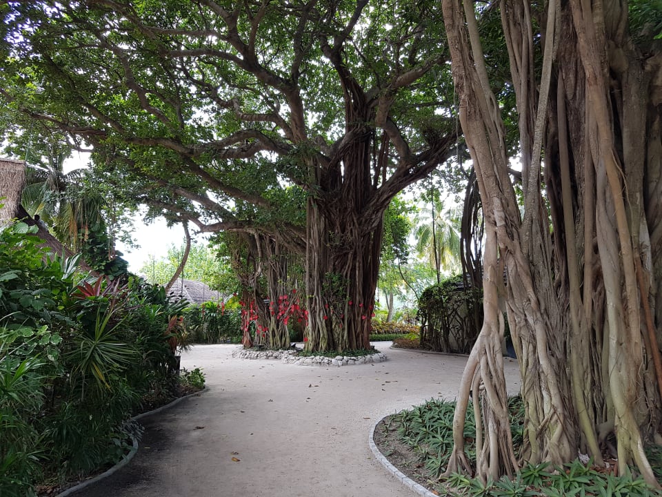 Gartenanlage Adaaran Select Hudhuran Fushi - Premium All Inclusive