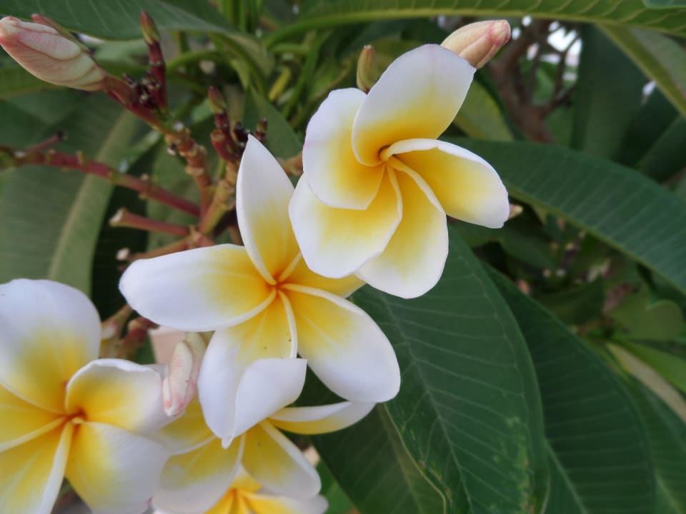 Sind nich nur schön sondern duften auch  Makadi Spa - Adults only