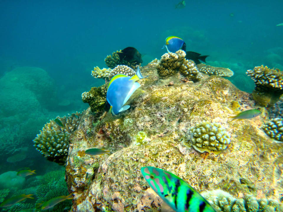 Unterwasserwelt Cinnamon Hakuraa Huraa Maldives