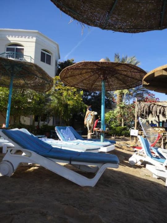 Liegen und Schirme Bella Vista Resort Hurghada