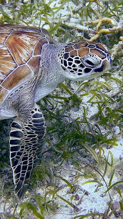 Strand Jawakara Islands Maldives