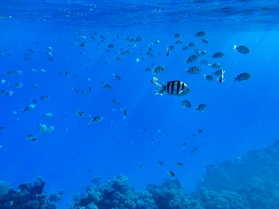 Strand Pickalbatros Citadel Resort