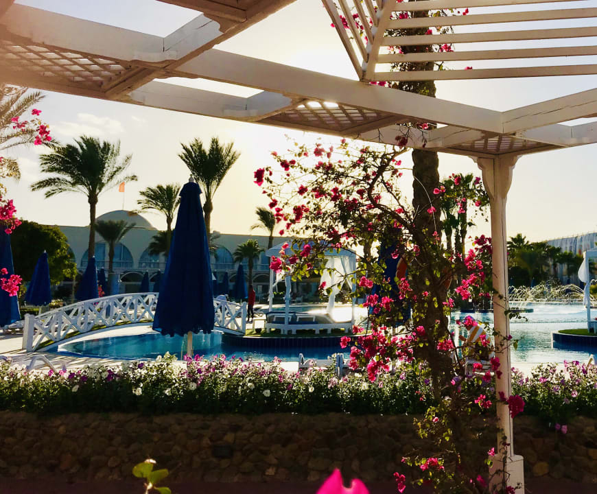 Gartenanlage Desert Rose