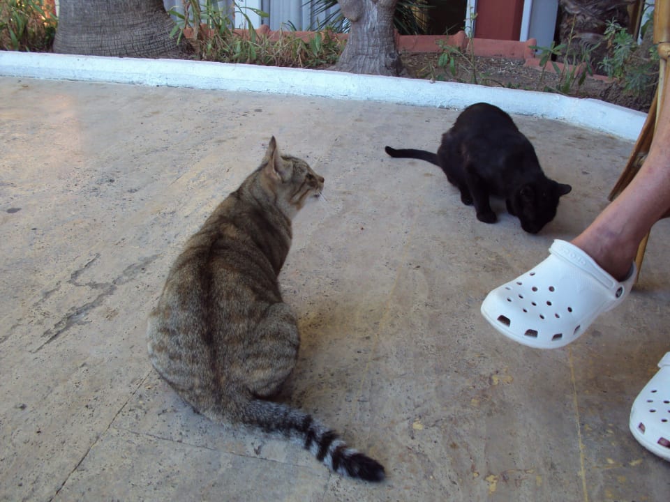 Katzenparadies Semoris Hotel