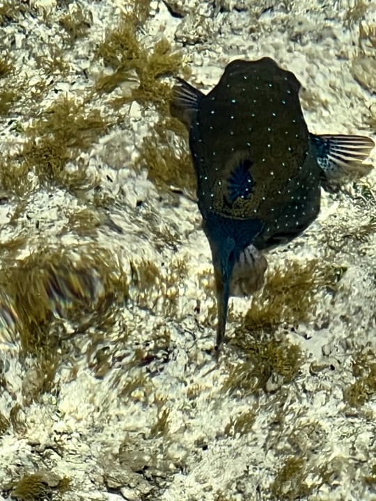 Sport & Freizeit Novotel Marsa Alam Beach Resort