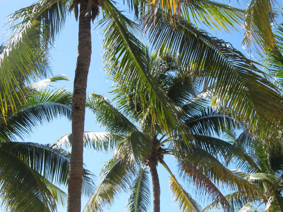 Palmen, die Schatten spenden Hotel Riu Tequila