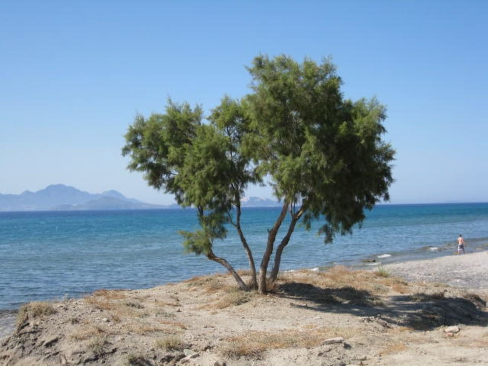 Einsamer Baum am Strand Lagas Aegean Village