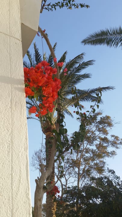 Gartenanlage The Grand Hotel Hurghada