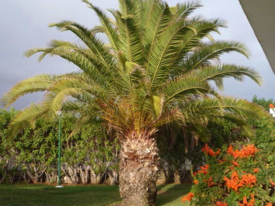 Herrliche Palmen Canary Garden Club