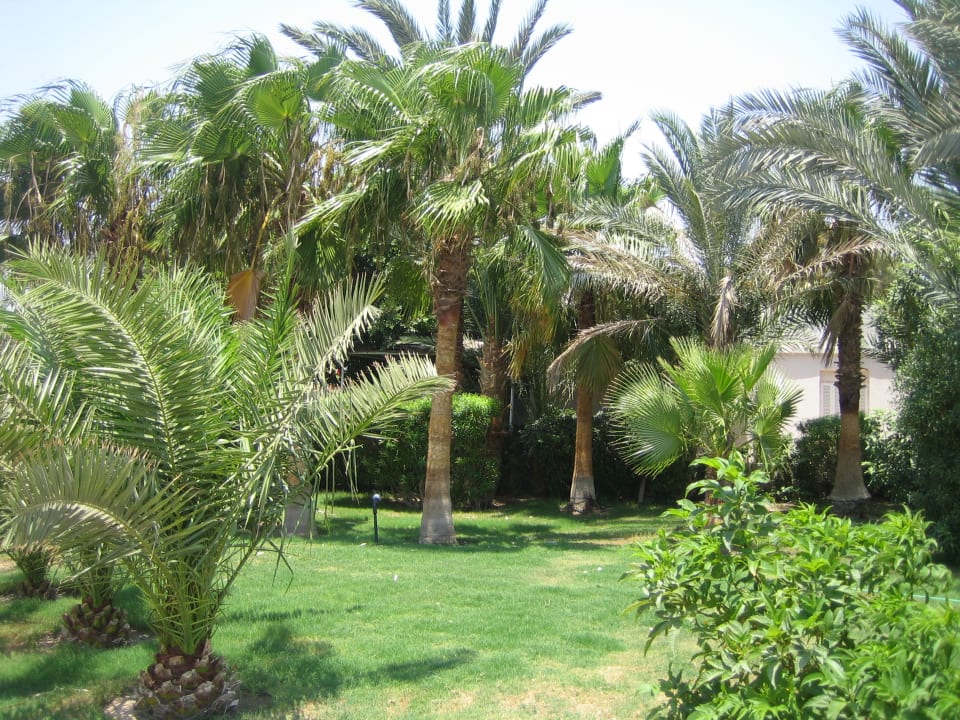 Gartenanlage SUNRISE Royal Makadi Resort