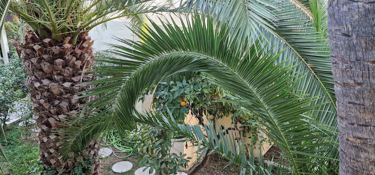 Gartenanlage Hotel Paradis Palace