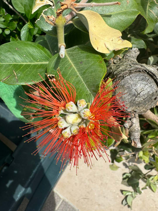 Gartenanlage Crystal Family Comfort Collection