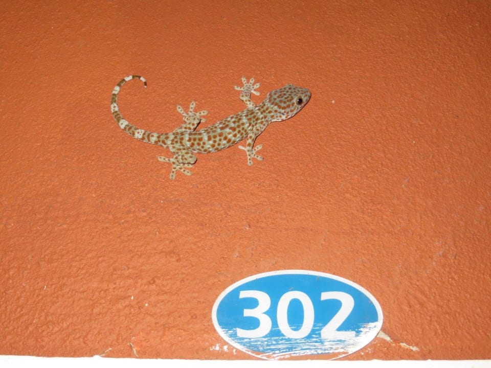 Dieser Besucher muss draußen bleiben Hotel Bubu Long Beach Resort