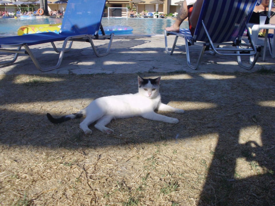 Inny mieszkańcy hotelu Hotel Zante Village