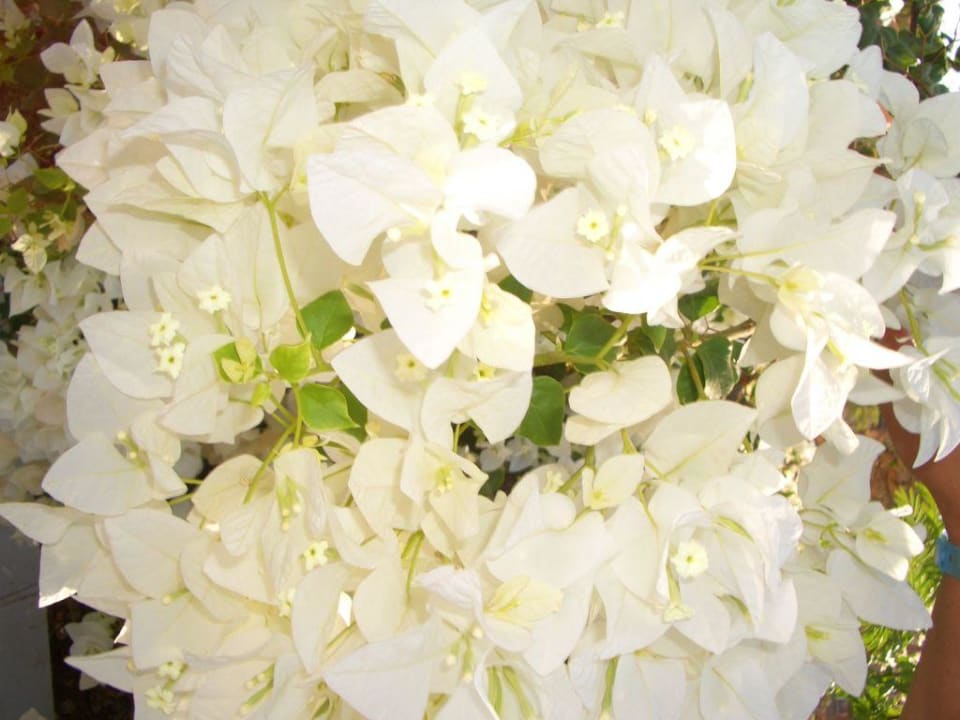 Blumenmeere Giftun Azur Resort
