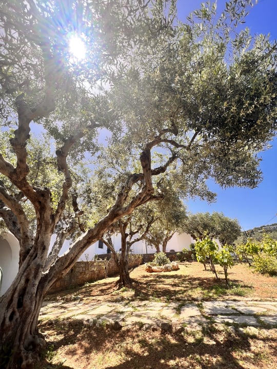 Gartenanlage Creta Maris Resort
