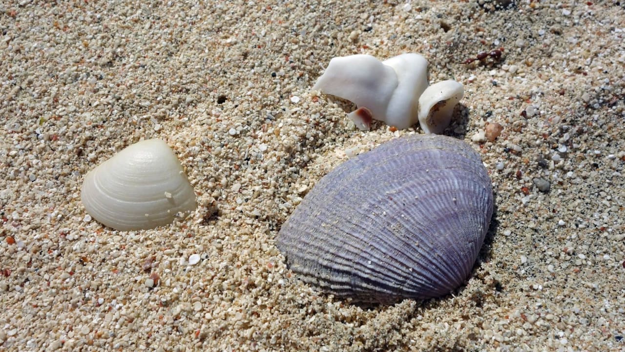 Strand Shams Alam Beach Resort