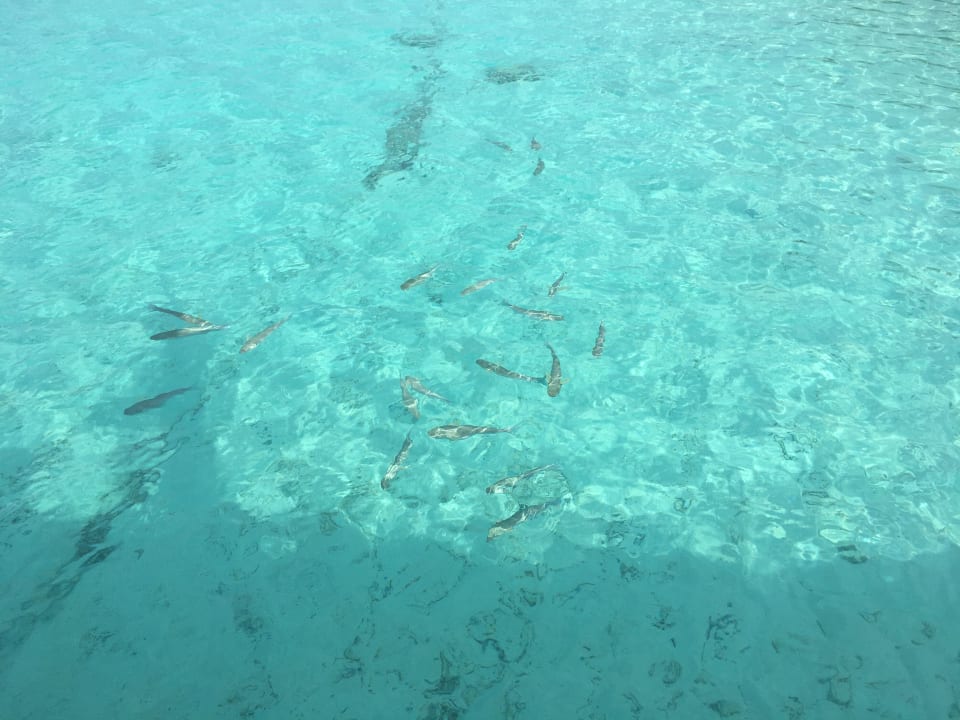 Strand Adaaran Select Meedhupparu Island Resort - Premium All Inclusive