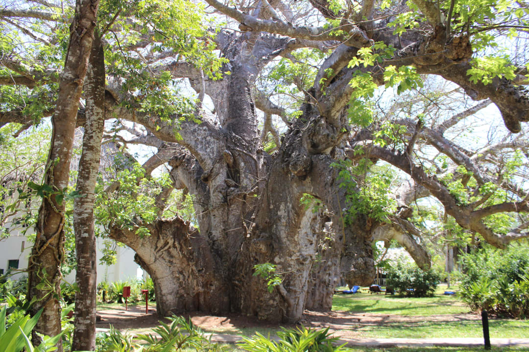 Baobab 500 Jahre alt!!! Hotel Papillon Lagoon Reef